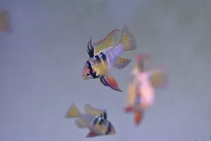 German Blue Rams - Single, Pairs, or Groups - Picture 1 of 5