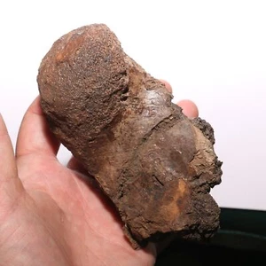 Triceratops Occipital Cóndilo Vértebra Skull Connection - Hell Creek Cretácico - Imagen 1 de 12
