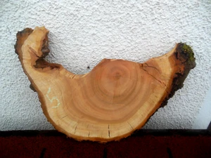 Baumscheibe Astscheibe Holzscheibe Wildkirsche 42 cm Durchmesser Epoxidharz - Bild 1 von 5
