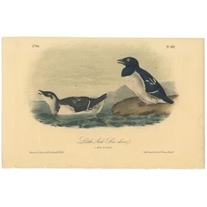 Audubon Birds Octavo 2ª Ed 1856 h/c litografía Pl 469 Little Auk - Sea-dove - Imagen 1 de 2