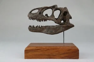 Allosaurus Skull Model 3D Printed Theropoda Dinosaur Animal Scene Decor Gift - Picture 1 of 7