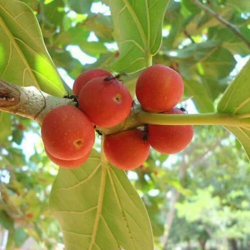 Banyan fig - Ficus Benghalensis - 100+ seeds - Semillas - Graines - Samen Gx 049 - Image 1 of 1