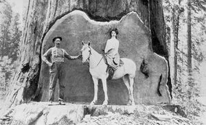 Photo Reproduction of  photos capture the lives of 1800s lumberjacks - Picture 1 of 1