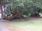 Photo 6x4 Yew Tree, The Church of St Peter and St Paul Hawkley/SU7429 Me c2009