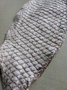 Tanned Tilapia Fish Skin Undyed Hide  Leather Supple Craft Supply Matte Natural 