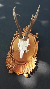 seltener Rehbock - Rehgeweih - Rehgehörn - abnorm - 3-Stangen-Bock 1 - Bild 1 von 4