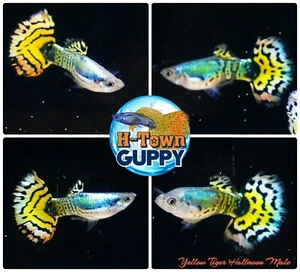MALE ONLY x2 - Live Aquarium Guppy Fish High Quality - Yellow Tiger Halfmoon - Picture 1 of 1
