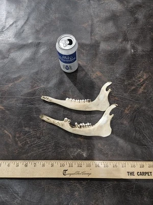 Mandíbula de ciervo hueso mandíbula inferior animal real hueso artesanía vida silvestre arte herramienta de taxidermia Foto 1 de 4