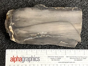 7” Honduran Petrified Wood 3 Lb Silicified Wood Tree Section Natural Collector - Picture 1 of 5