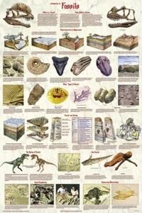 Poster Introduction to Fossils Educational Classroom Chart - Picture 1 of 2