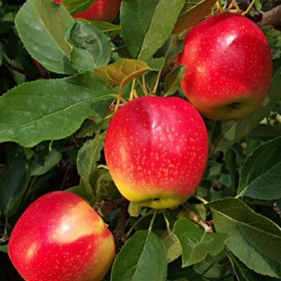 Red Falstaff Apple Tree M26 Dwarf | 100-120cm Fruit Tree By Direct Plants - Image 1 of 4