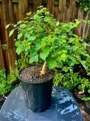 Parrots Beak Bonsai Tree Upright   4 years / Flowers - Image 1 of 4