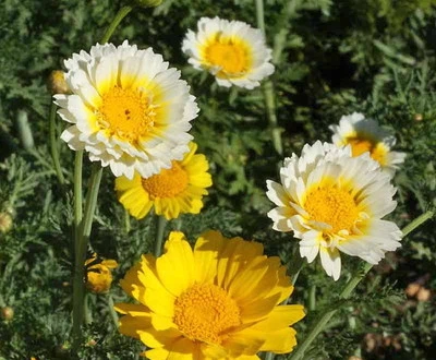 20,000 Garland Crown Daisy Flower Seeds Chrysanthemum - Image 1 of 3