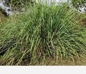 LEMONGRASS 20+ SEEDS MOSQUITO REPELLENT HEIRLOOM LEMON GRASS USA seller  - Picture 1 of 1