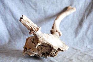 Tierschädel zum Basteln Deko - Bild 1 von 3