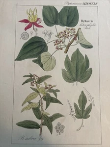 DIETRICH, David Nathaniel Friedrich : Flora Universalis 1831-1861.Byttneria - Foto 1 di 8