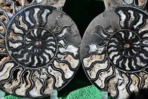 RARE 1 in 100 BLACK Ammonite Pair Deep Crystals 210mm XXXXL 8.3" 110myo a3807xx - Picture 1 of 4