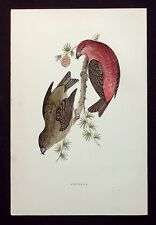 CROSSBILL, original antique ornithological, bird print, MORRIS, 1896