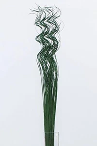 Curly Ting Pack of 35 Stems 3-4ft Green - Picture 1 of 1