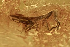 Nice WASP Bethylidae Fossil Inclusion Genuine BALTIC AMBER + HQ Pic 200611