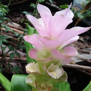 Easy to Grow Ginger Laddawan 3 Plant Bulbs Tropical Spring Summer Flower - Picture 1 of 1