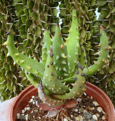 ALOE MELANACANTHA  cactus kakteen cacti caudex plante grasse succulenten - Photo 1/4