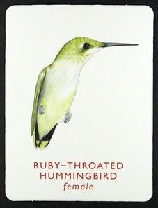 1 x Single card of the bird Ruby Throated Hummingbird Female GA2