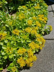 Sedum Steingewächs Ableger Garten Bienenfreundlich - Bild 1 von 1