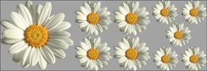 Daisy Flower Car Stickers Graphics Nursery Wall Window Decorations Art & Craft - Picture 1 of 16