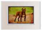 415059 Staffbull Terrier Watercolour Picture Frame
