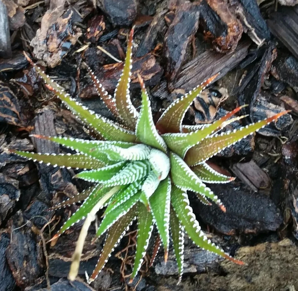 Haworthiopsis fasciata - Plantas de cactus cebra.  Foto 1 de 4