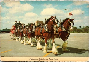 Budweiser Clydesdale 8 Pferde Team Busch Gärten Postkarte - Bild 1 von 2