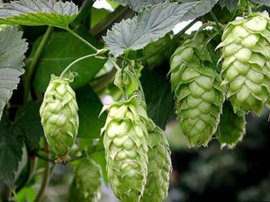 Beer Hops (Humulus lupulus) - 200 / 500 / 1000 Seeds + Gift - Picture 1 of 3