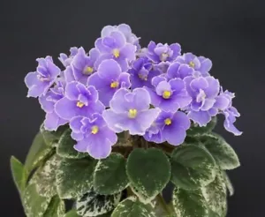 Definitely Darryl 2 Blätter/2 leaves African Violet Usambaraveilchen - Bild 1 von 1