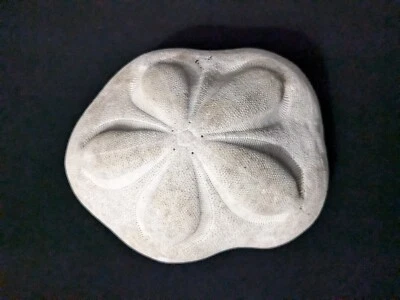 Natural Giant Sea Biscuit Sand Dollar Shell Nautical Oceanic Decor  - Image 1 of 4