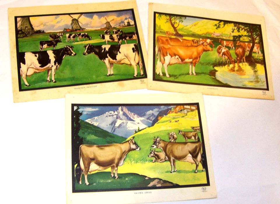¡Impresiones de vacas de la industria láctea de California de colección de los años 50! GUERNSEY BROWN SWISS HOLSTEIN! Foto 1 de 4