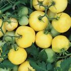 50+ garden peach Tomato Seeds | Non-Gmo | Heirloom |