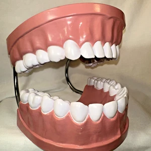 GRANDE Vintage Articolazione Dentale MODELLO MASCELLA gengive, denti, spazzolatura DISPLAY DENTALE - Foto 1 di 12