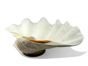 Beautiful Large Natural Clam Shell Bowl Tridacna Gigas On Glass Base 14” X 9” - Picture 1 of 7