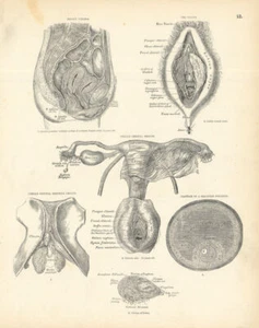 Anatomie. Weibliche Genitalorgane Beckenviscera Vulva Graafian Follikel Eierstock 1880 - Bild 1 von 1