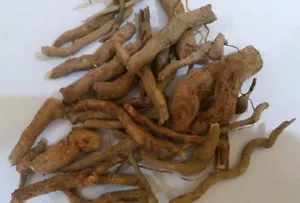 Sarpagandha Rauvolfia Serpentine Rauwolfia Serpentina Indian Snake Herb Root**** - Picture 1 of 1