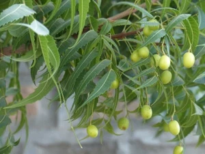 Hybrid Neem Tree Plant ( Azadirachta indica , Seedling ) 2 Bare-Root Plants - Picture 1 of 5
