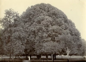 France Countryside Big Trees in a park field Old Photo 1900 - Picture 1 of 3