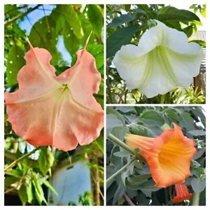 Angel's Trompet SURTIDO Mix - Brugmansia suaveolens - 15+ semillas - V 194 - Imagen 1 de 1