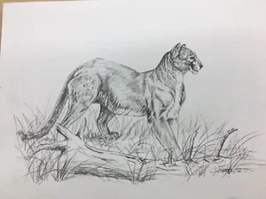 James Jokerst Print Cougar Puma Mountain Lion Art  - Bild 1 von 3