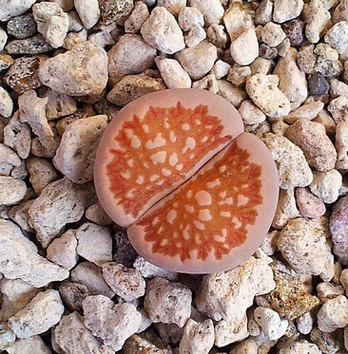10 seeds of LITHOPS julii ssp fulleri C122, living stones