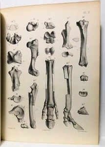 Paleontology, Horse and Hippo Osteology by Kovalevsky 1873 (French/English) Rare - Picture 1 of 8