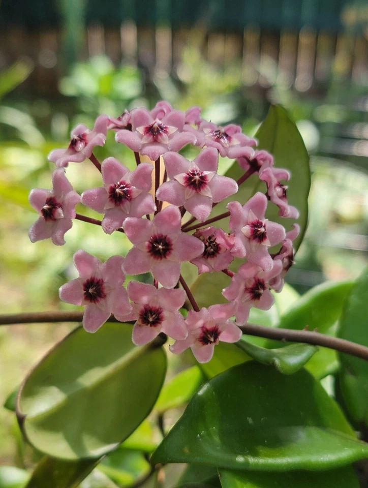Hoya  Live Plant Wax Flowers Porcelain Flower Pink Unrooted  Cutting  - Image 1 of 4