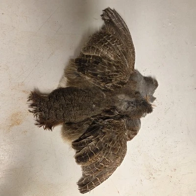 1 PIELES DE PERDIZ HÚNGARA MACHO - Plumas de hackle suaves para atar moscas ¡NUEVAS! Foto 1 de 3