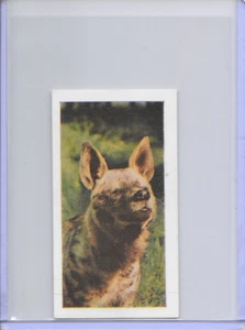 1958 Hyaena Horniman's Tea Wild Animals Card #29 Series of 48 - Picture 1 of 2